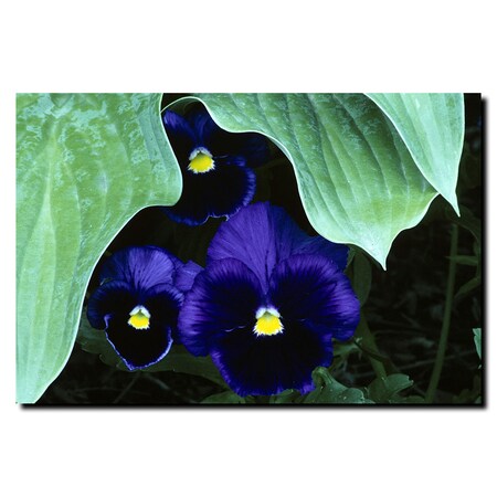 Trademark Fine Art Peeking Pansies by Kurt Shaffer-Ready to hang canvas art, 24x32 KS104-C2432GG